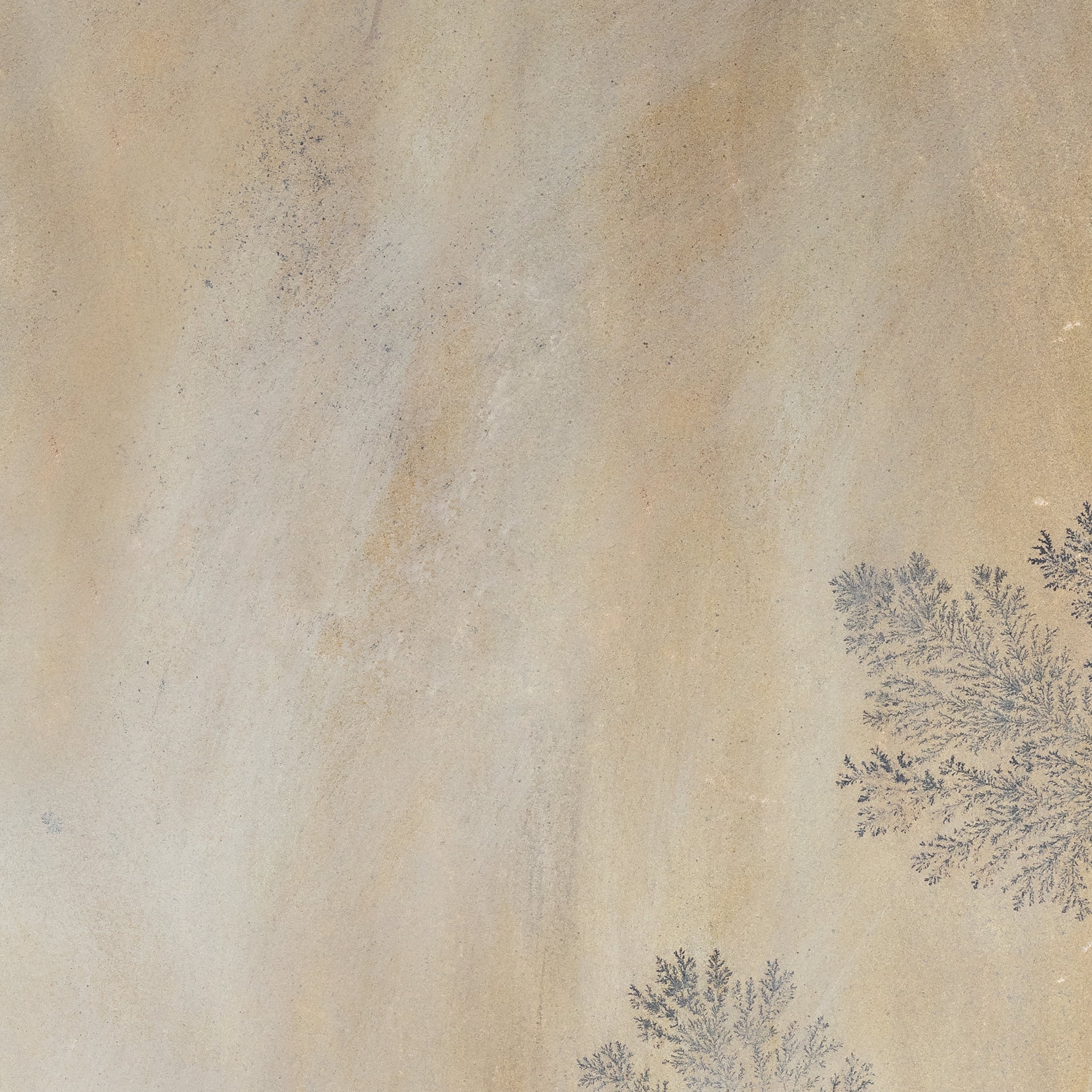 NSR Fossil Sandstone