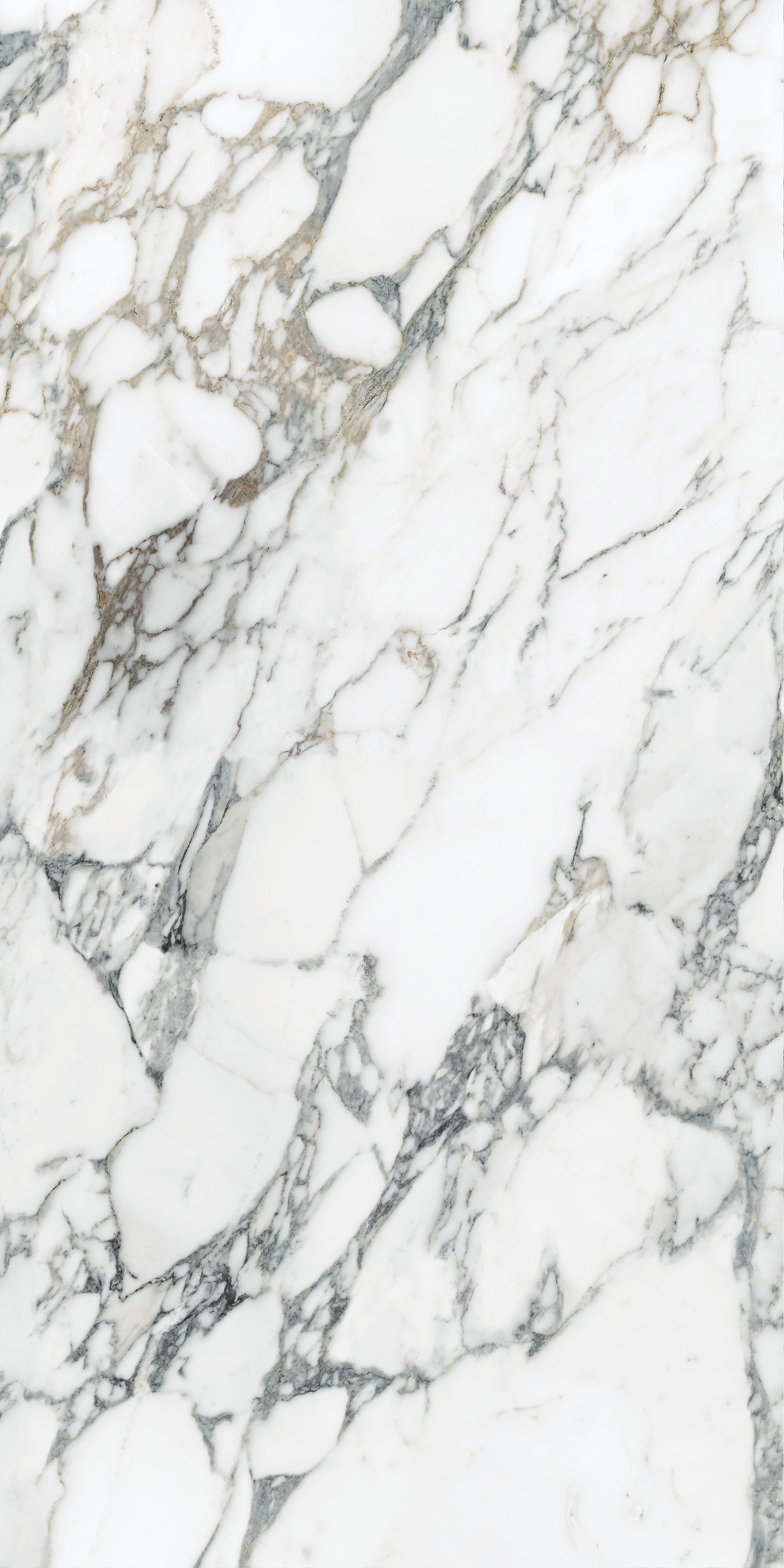 Majesto Arabescato Corchia porcelain field tile by Anatolia, top-down product view, 24"×48"×11/32" size. Turkish porcelain for floors and walls.