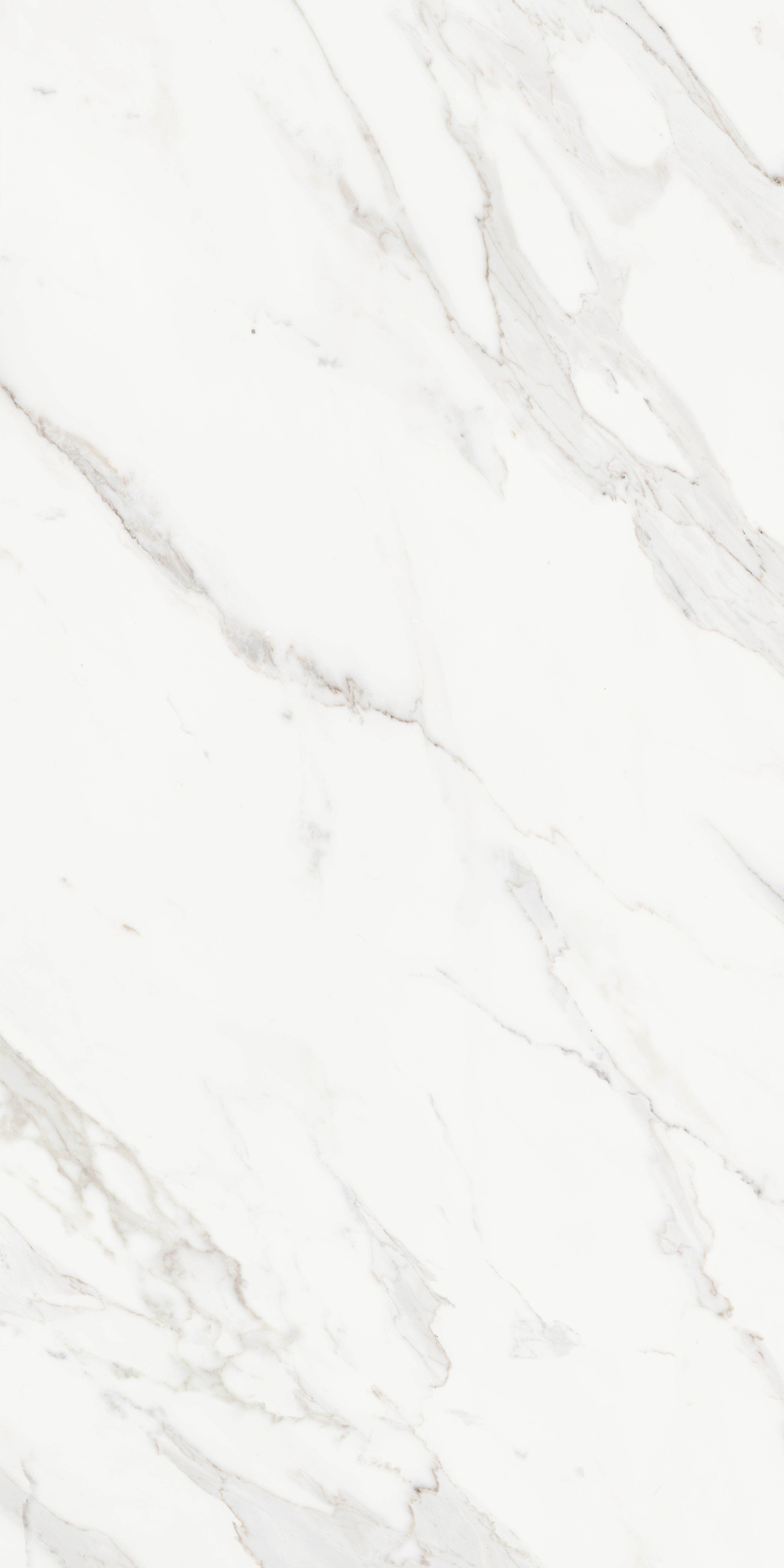 Majesto Calacatta Borghini porcelain field tile by Anatolia, top-down product view, 24"×48"×11/32" size. Turkish porcelain for floors and walls.
