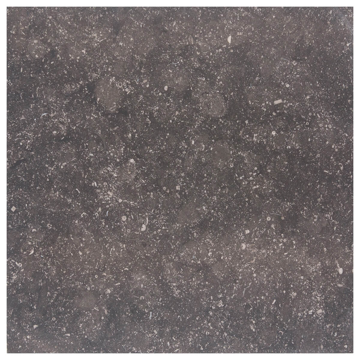 Noir Sully limestone field tiles with honed finish, 12x12x0.375 inches