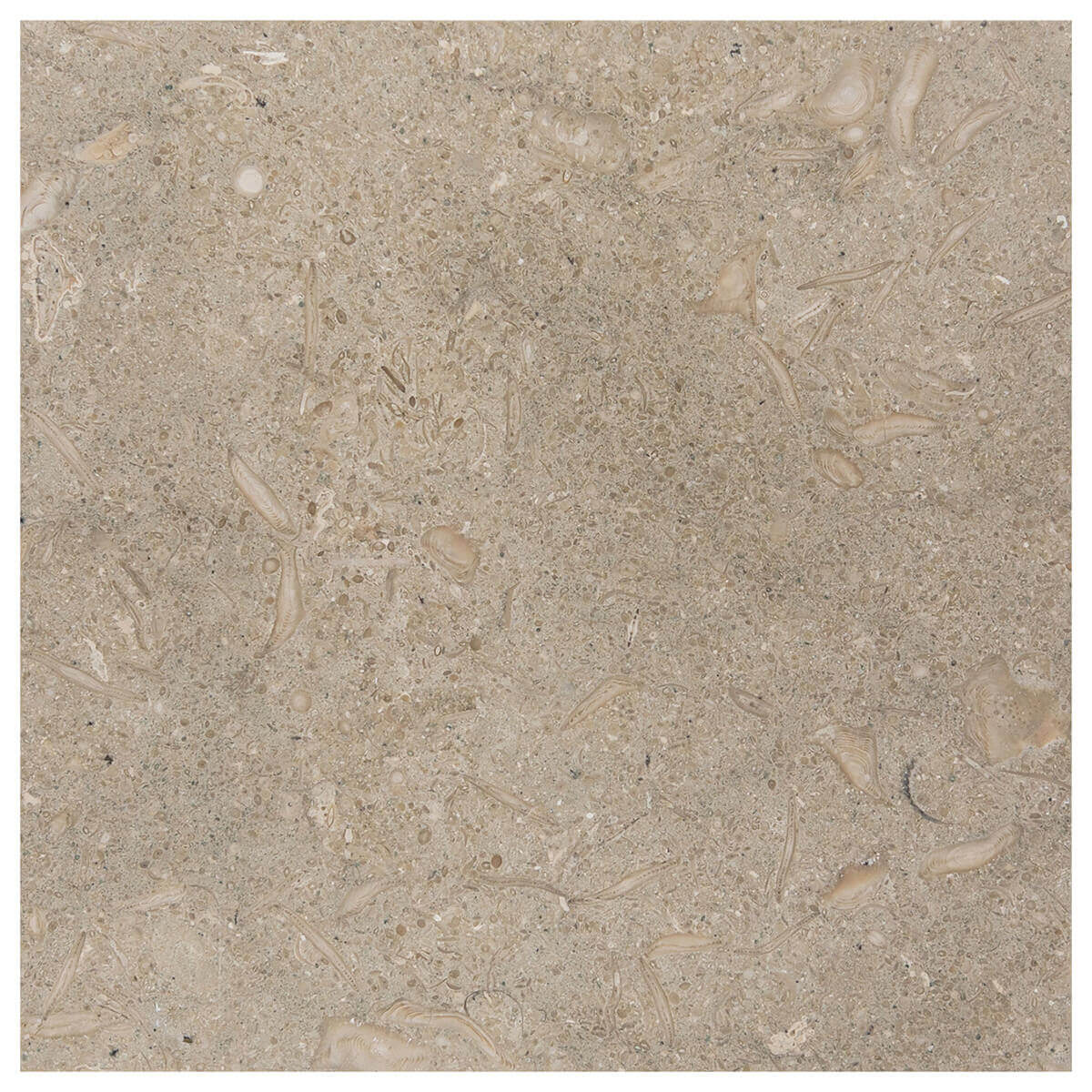 Pistache field tile from Haussmann Natural Stone, 12"x12"x3/8", honed limestone with green/blue coloring and fossils
