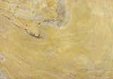 Artemis Marble Slab (polished | rectified)