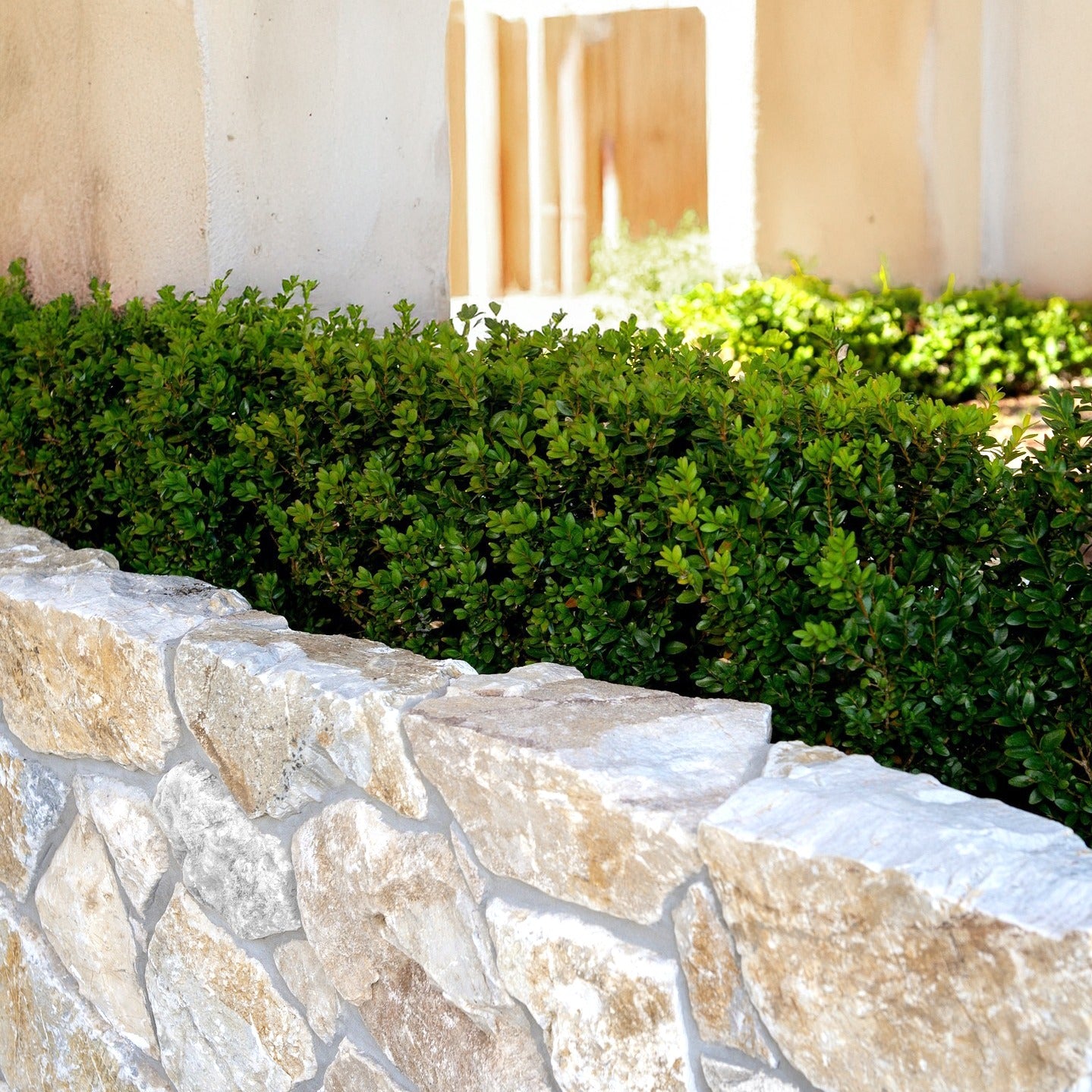 HONEY GOLD: Wall Veneer (natural cleft)