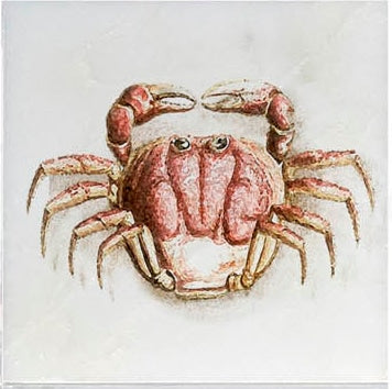 Ocean Life field tile, alternate product view, 4"×4"×3/8" size. Premium travertine for floors and walls.