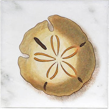 Ocean Life field tile, alternate product view, 4"×4"×3/8" size. Premium travertine for floors and walls.