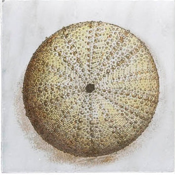 Ocean Life field tile, top-down product view