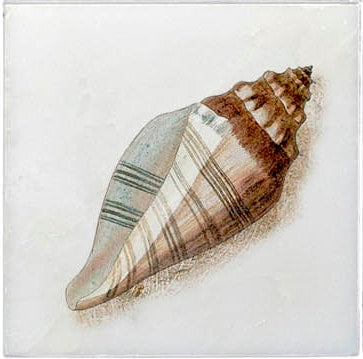 Stone Impressions Ocean Life tile — available at Surface Group