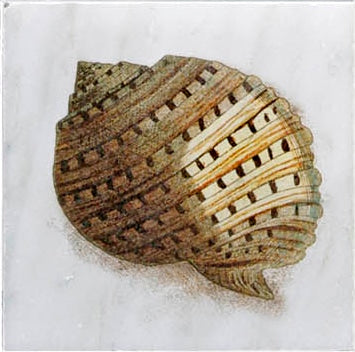 Stone Impressions Ocean Life tile — available at Surface Group