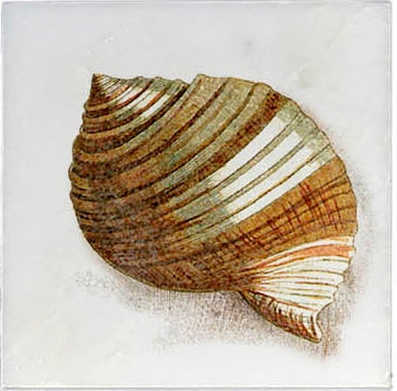 Stone Impressions Ocean Life tile — available at Surface Group