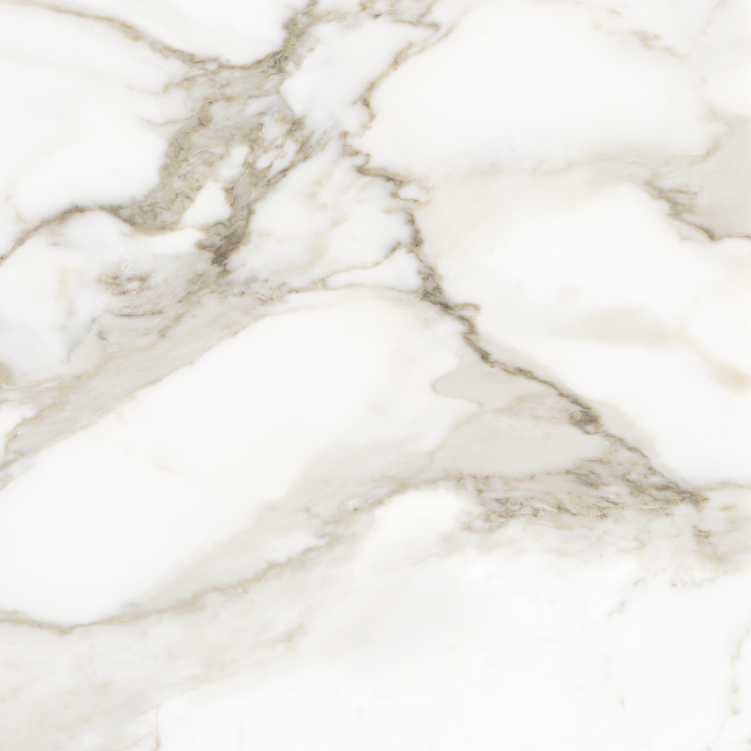 calacatta paonazzo pattern glazed porcelain field tile from la marca anatolia collection distributed by surface group international polished finish rectified edge 24x24 square shape