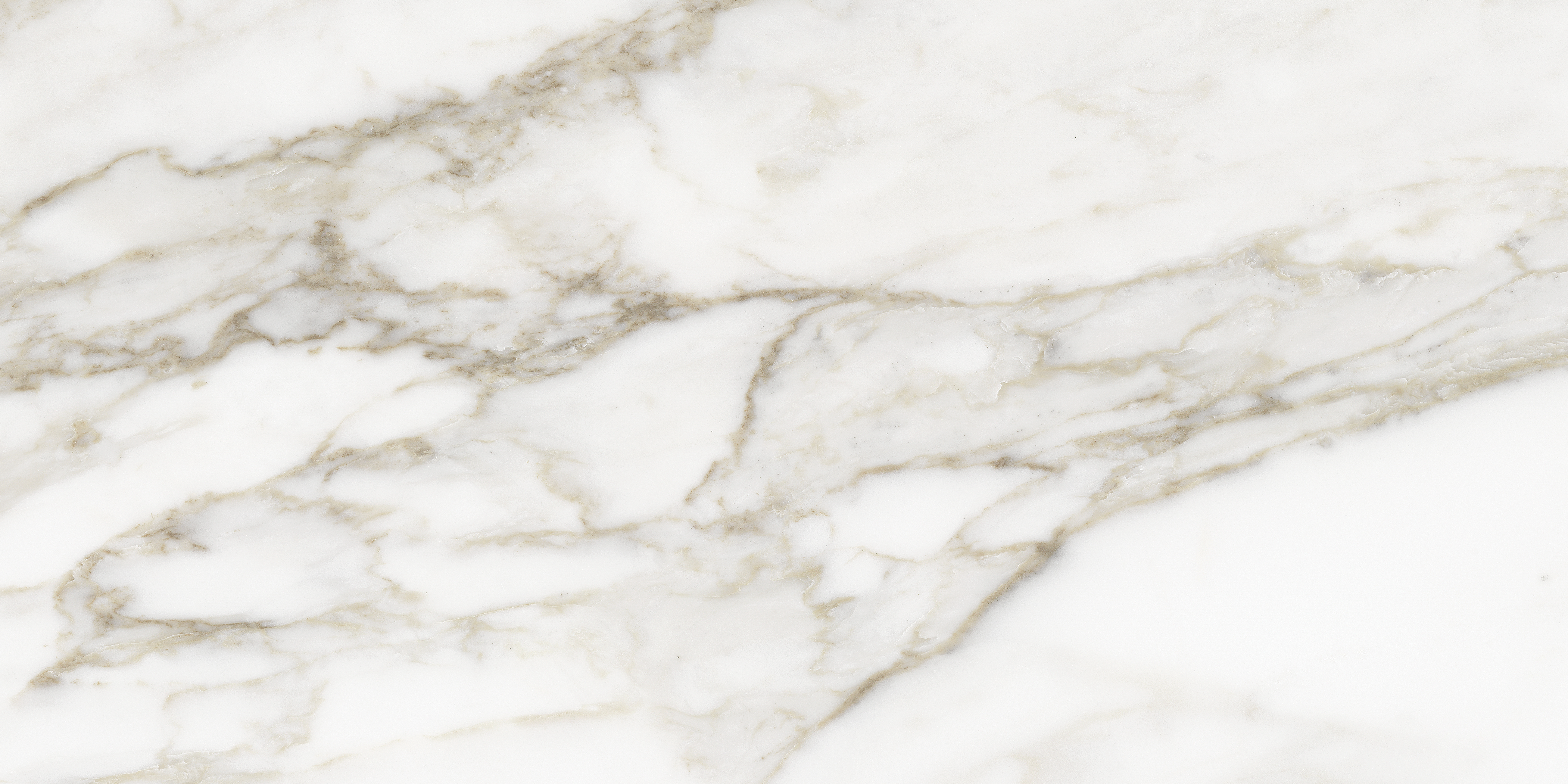 calacatta paonazzo pattern glazed porcelain field tile from la marca anatolia collection distributed by surface group international polished finish rectified edge 12x24 rectangle shape