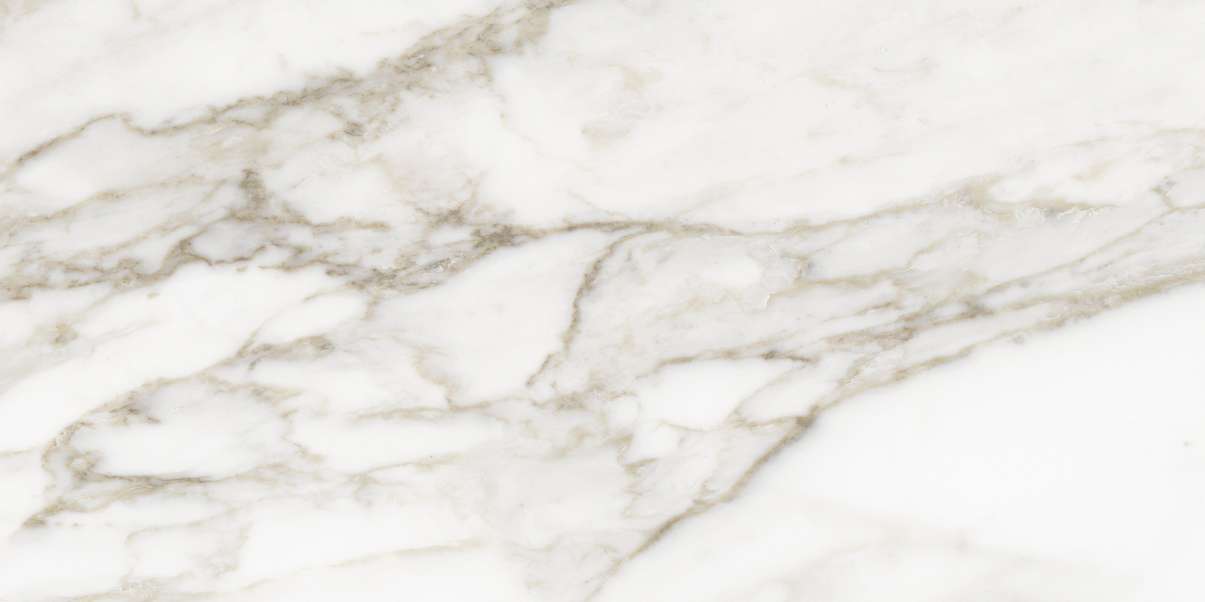 La Marca Calacatta Paonazzo porcelain field tile by Anatolia, top-down product view, 12"×24"×11/32" size. Indian porcelain for floors and walls.