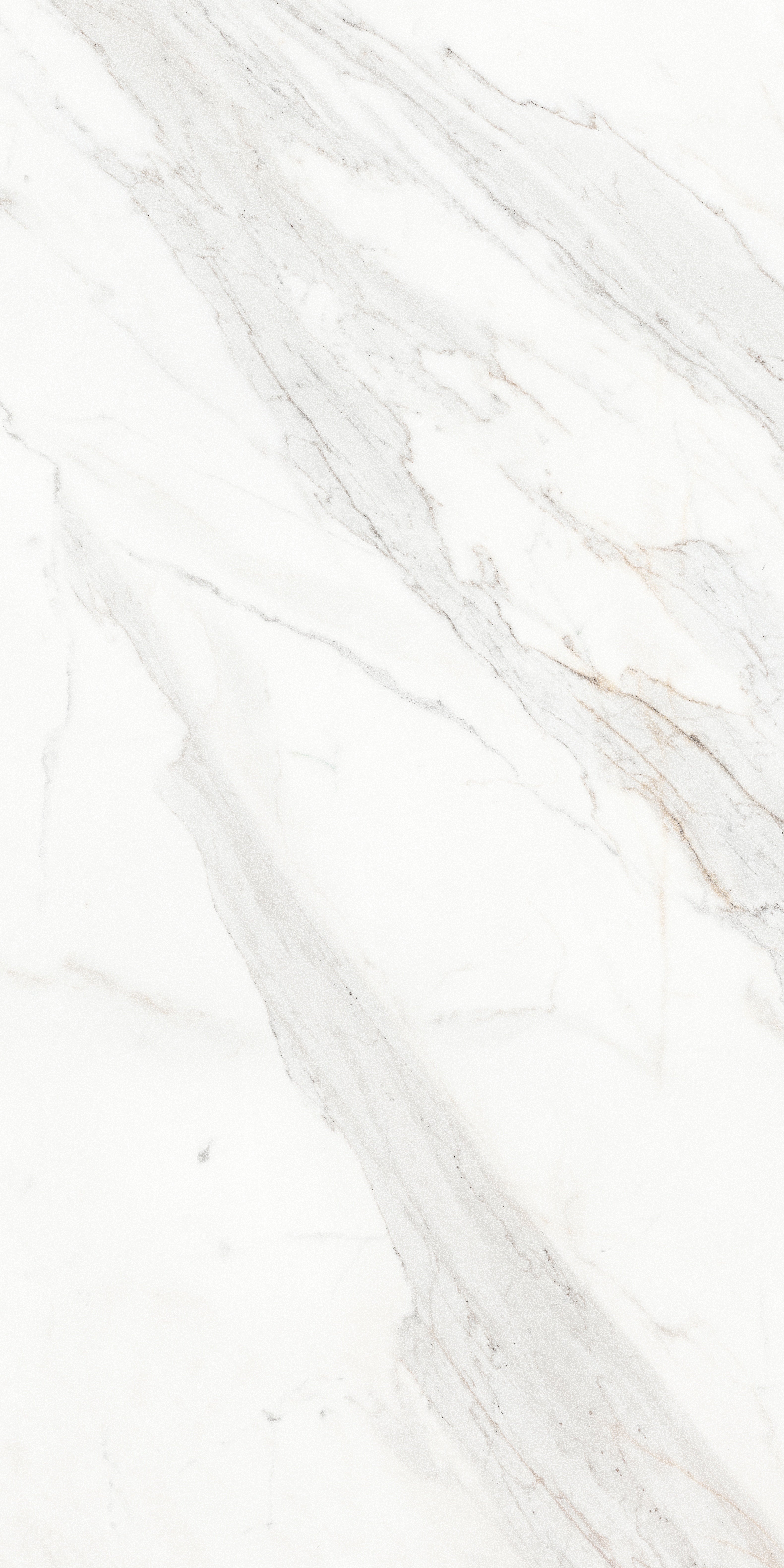 Majesto Calacatta Borghini porcelain field tile by Anatolia, top-down product view, 24"×48"×11/32" size. Turkish porcelain for floors and walls.