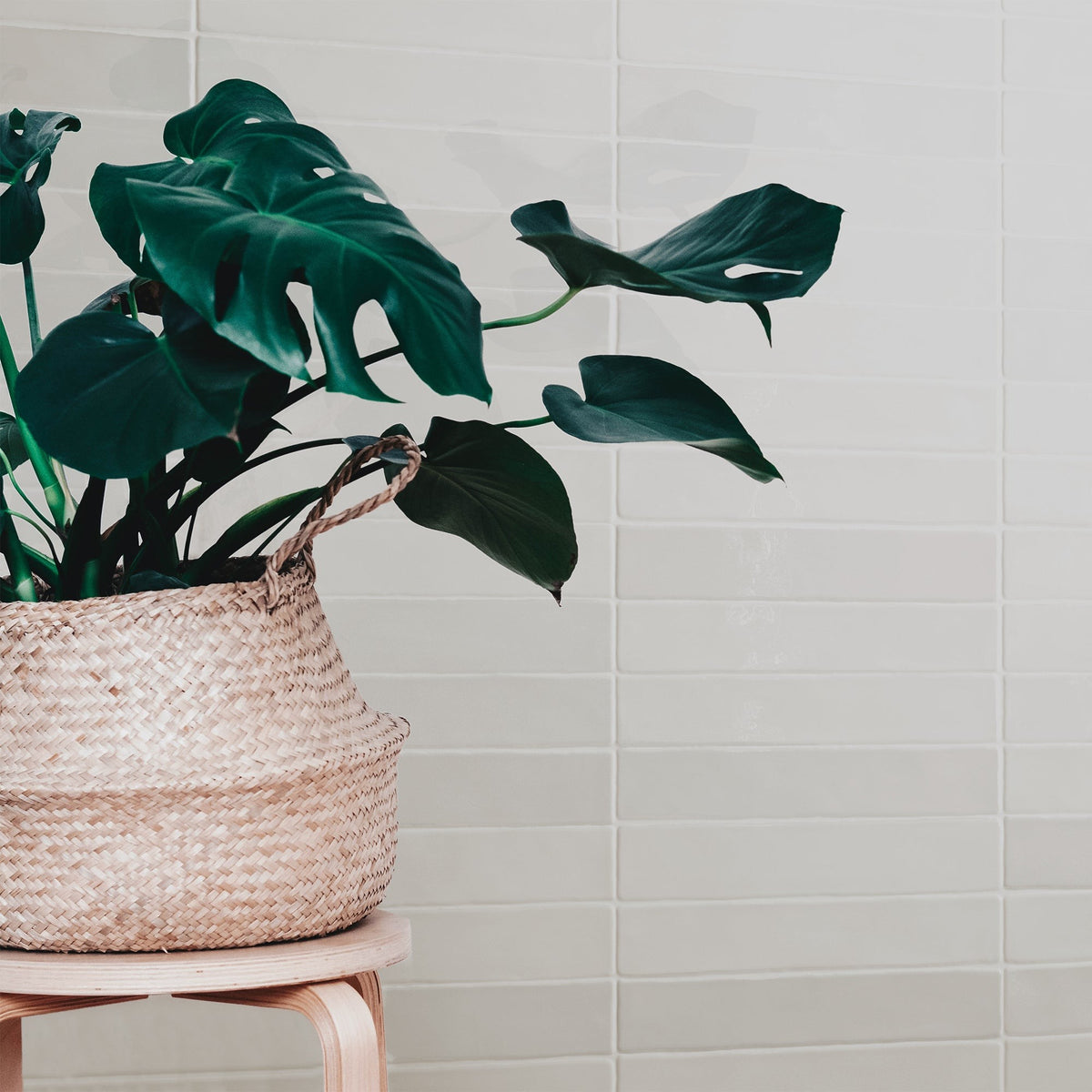 Elon Tile Lagos Bone tile in a room setting — available at Surface Group