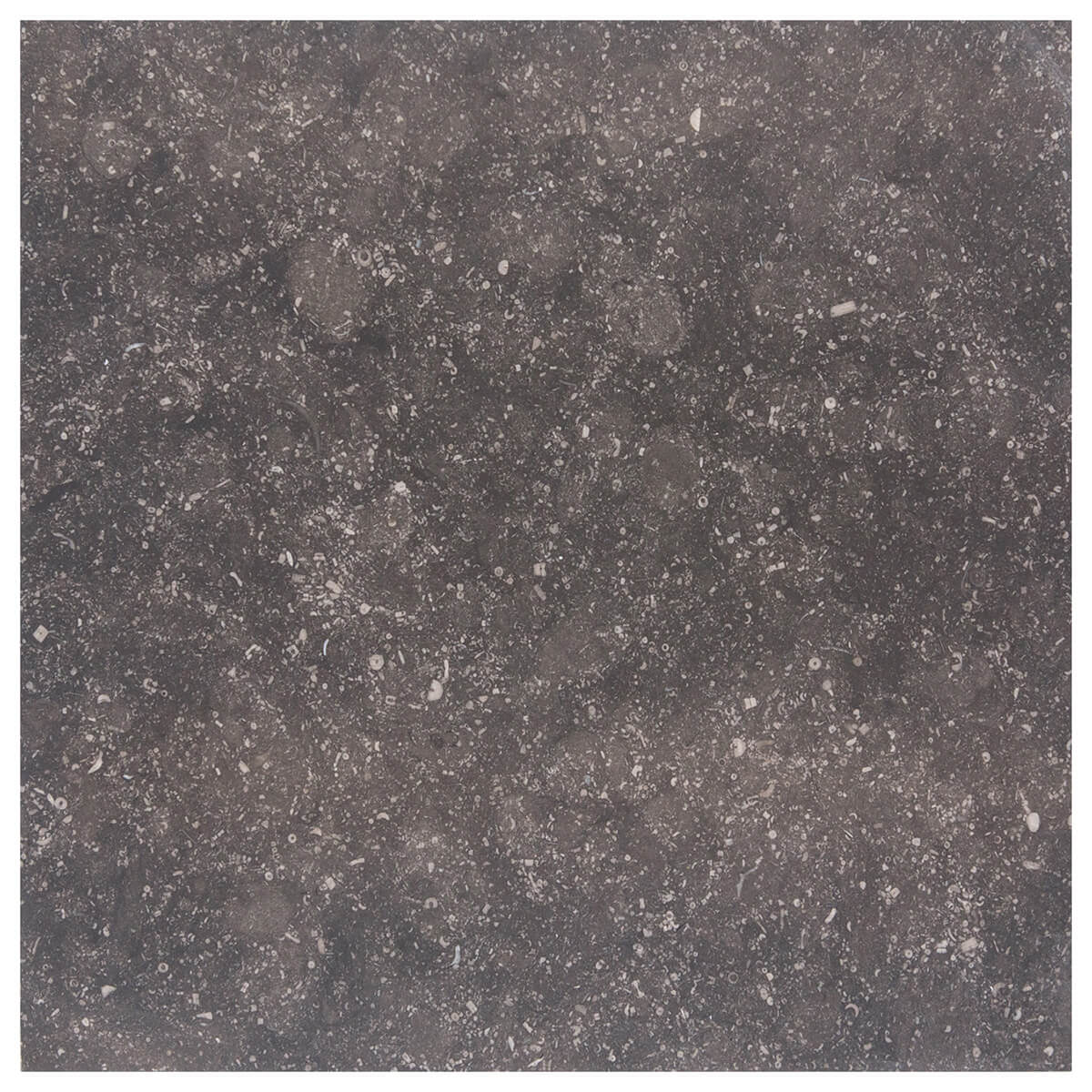 Noir Sully limestone field tiles with honed finish, 12x12x0.375 inches