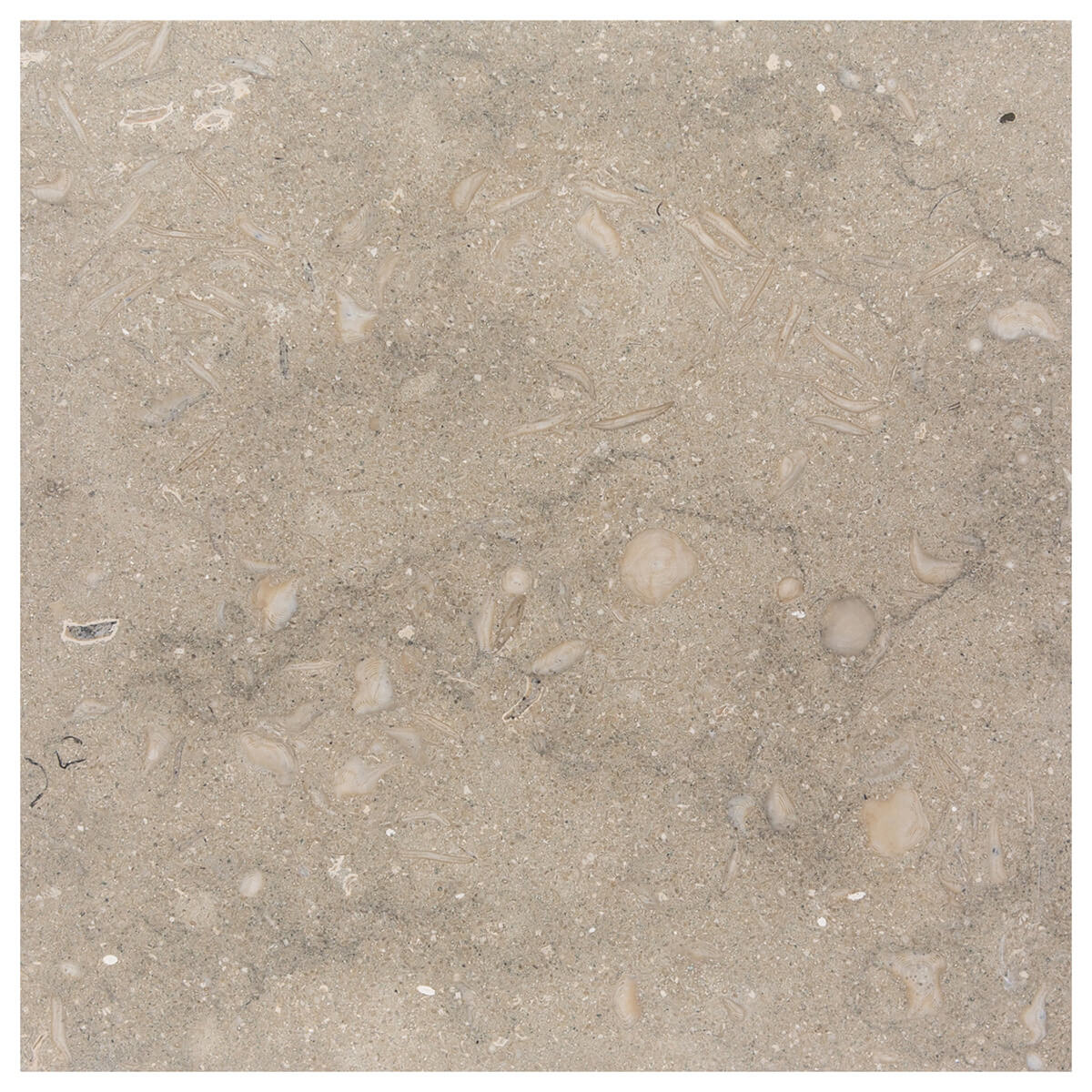 Pistache limestone field tile - 18x18x0.375 inches - honed finish - straight edge