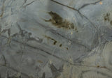 Illusion Granite Slab (polished | rectified)
