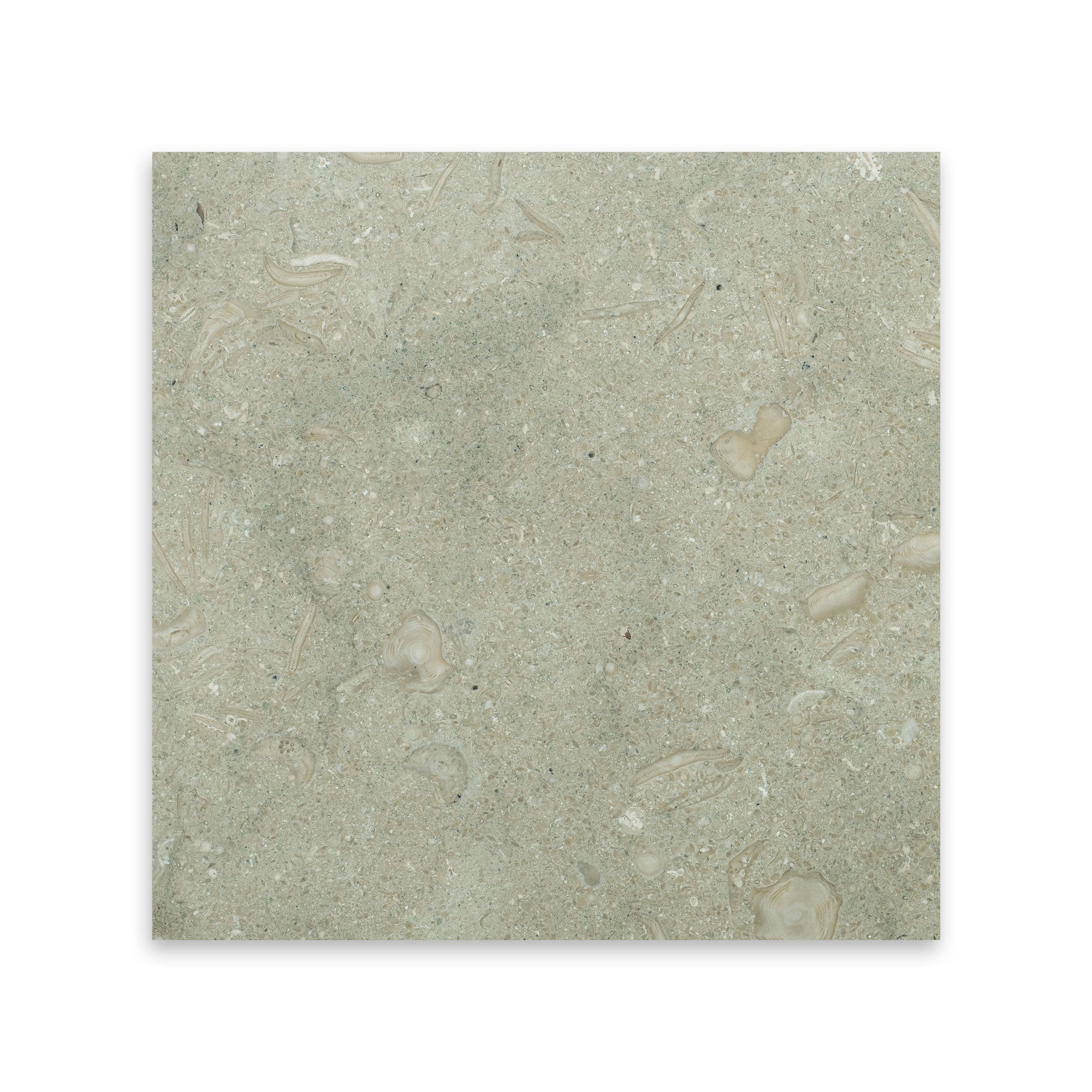 SEAGRASS: Limestone Square Field Tile (12"x12"x3/8" | Honed)