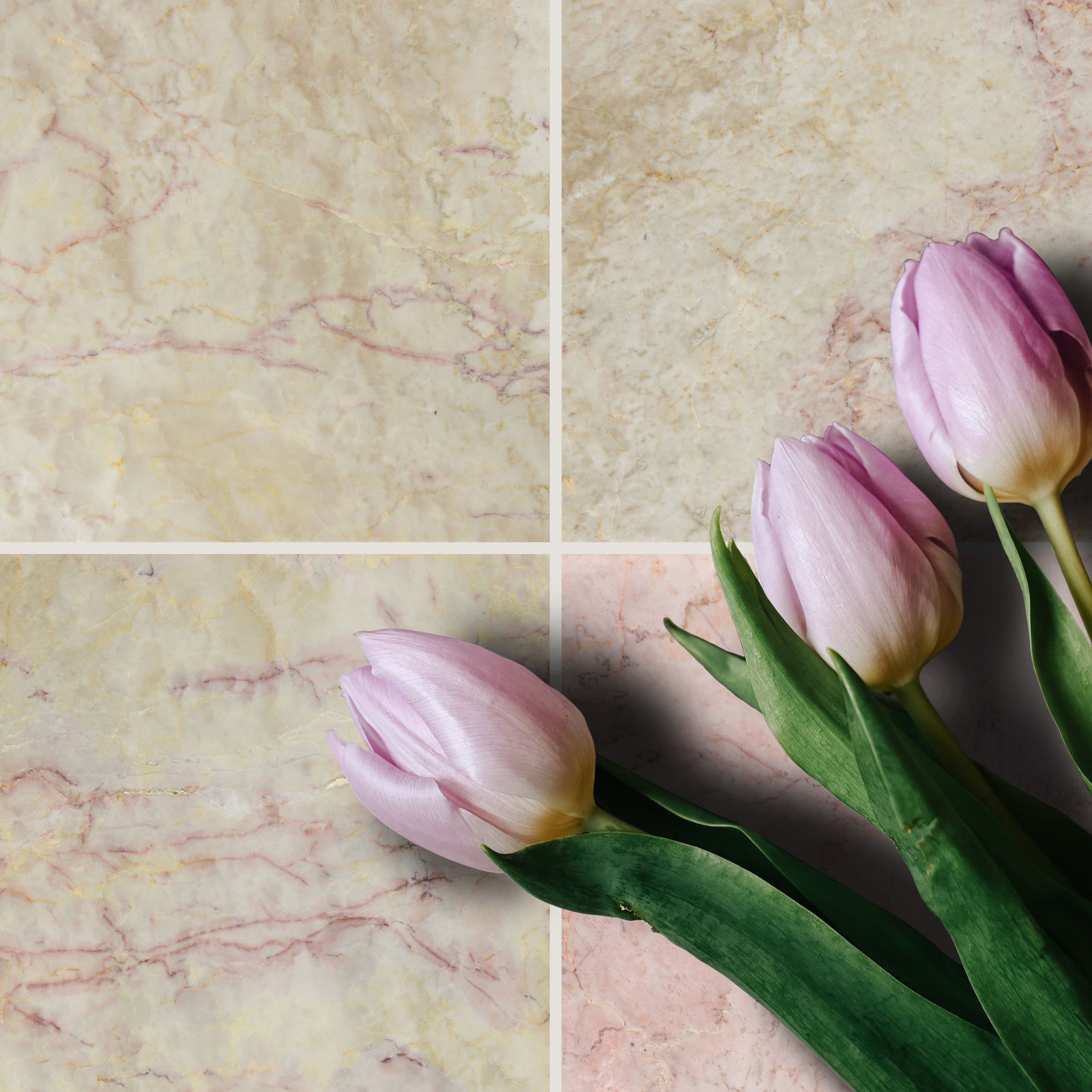 CHERRY BLOSSOM: Marble Square Field Tile (18"x18"x1/2" | Polished)