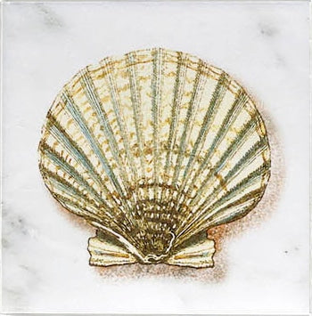 Stone Impressions Ocean Life tile — available at Surface Group