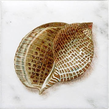 Stone Impressions Ocean Life tile — available at Surface Group